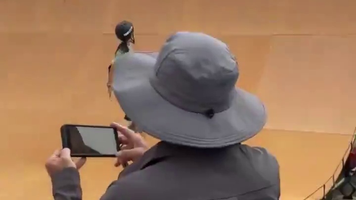 Arisa Trew凭Backside 360 Kickflip Indy在Exposure Ska