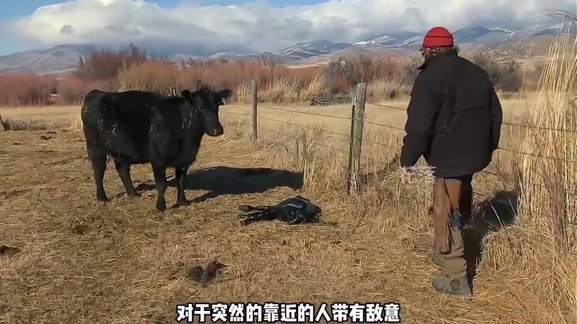 又到了母牛产仔的季节 #荒野求生 #户外 #纪录片 #猎奇