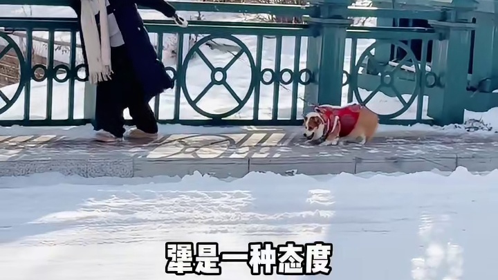 30斤的小狗，90斤的反骨 