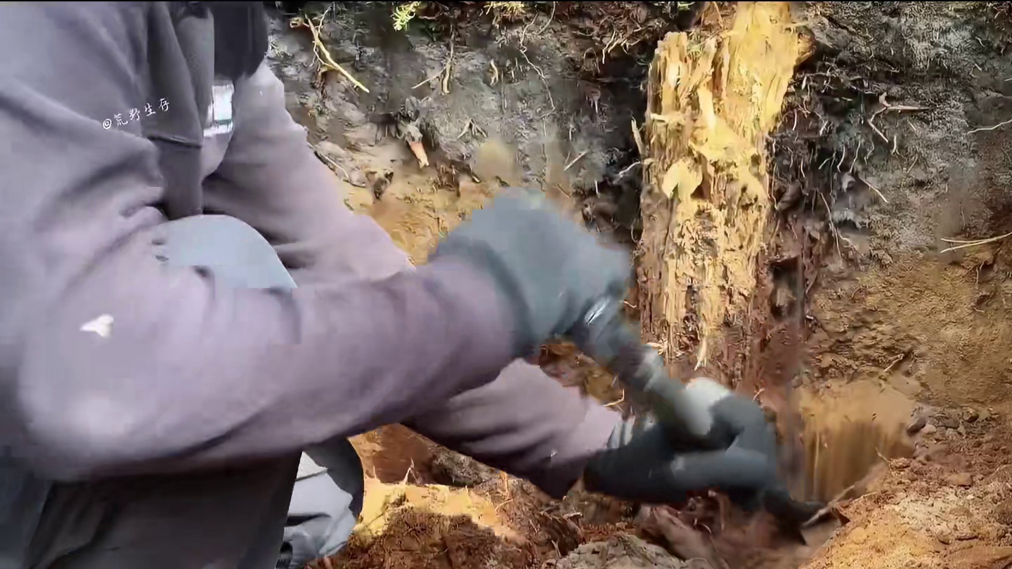 这才是真正的绝地求生，男人为了躲避森林里的豺狼虎豹竟然！ #野外建造 #解压助眠 #荒野建造