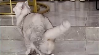 會打臺球的和不會打的都沉默了