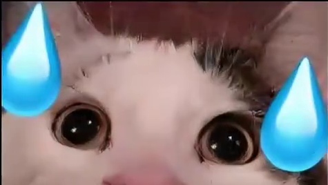 鸟：今天怎么那么卡