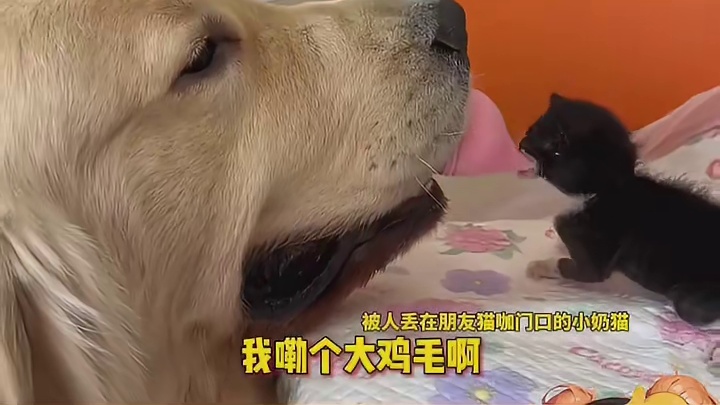 第一回见到，这么喜欢猫的狗狗