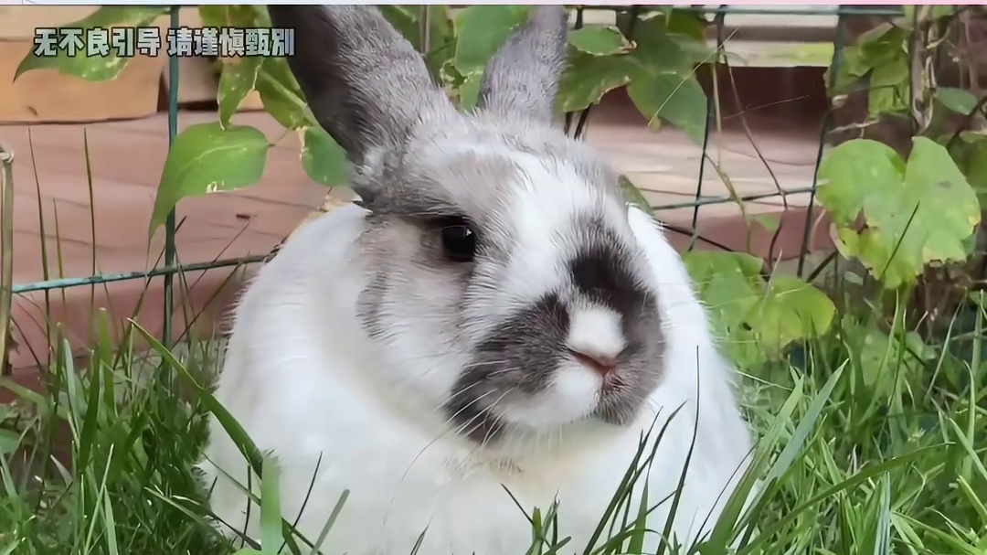 连青蛙都当过验孕棒啊，神奇！