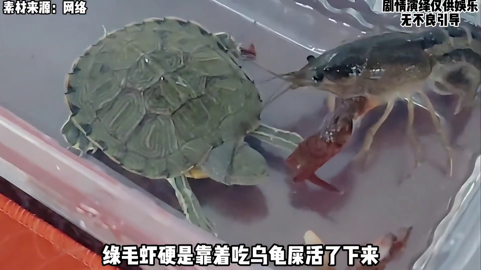 估计小龙虾真的变异成功，没准第一个拿小姐姐开刀？！