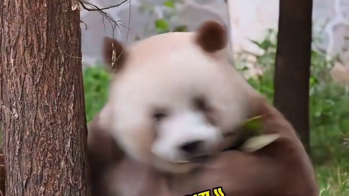 熊猫界有自己的奥斯卡影帝沈腾