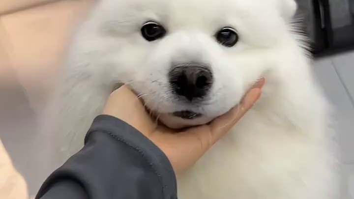 命令很简单，不许吃大粪！