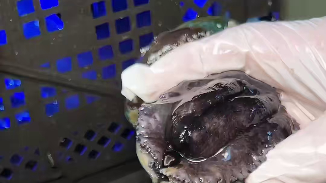 在南京又被我发现一家海鲜大排档圣地，便宜好吃烟火气满满～