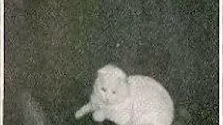 世界上最昂贵的10种猫咪 #猫咪 #科普 #涨知识 #全球探索