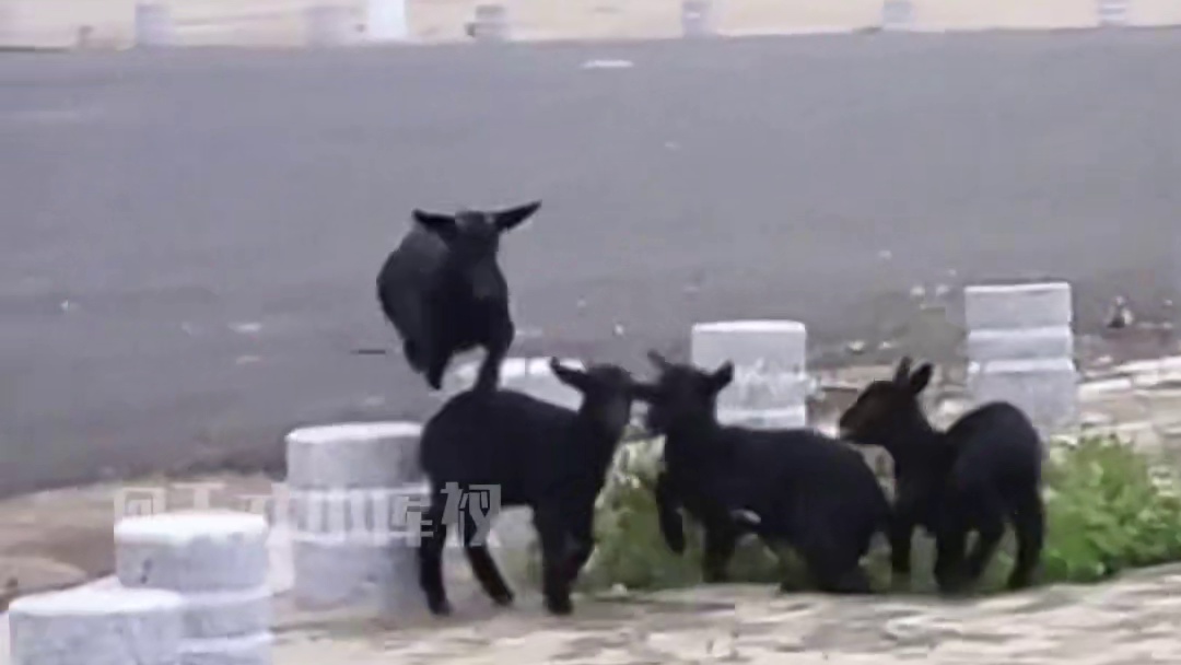 羊 -让我看看你是哪个品种的羊