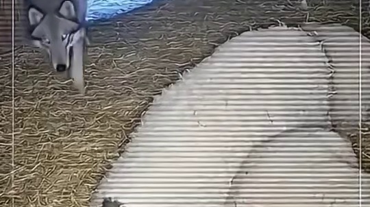 大黄足智多谋，八百个心眼子！