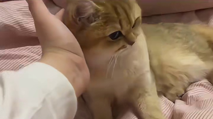 为什么早上的猫咪最黏人