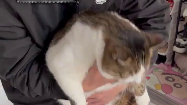 又一只超话唠的巨型大坦克，洗澡都要带耳塞！爱肯拿嘘嘘天团