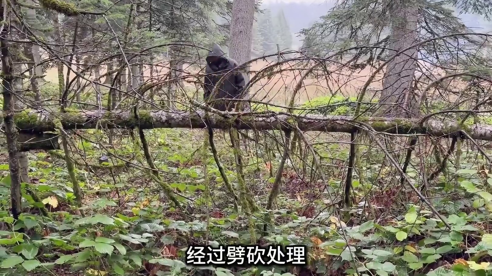第1集：暴雨天露营，室外搭建帐篷营地，享受户外露营