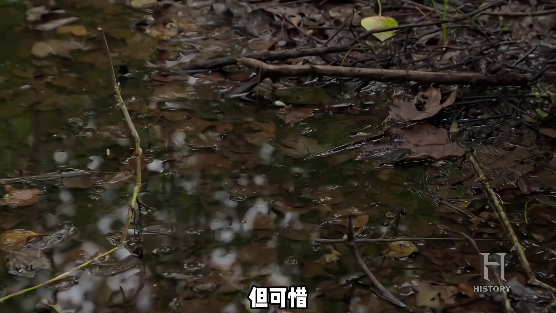 荒野求生的全新玩法开局就送一条鳄鱼只要选手坚持30天就算胜利 (1)