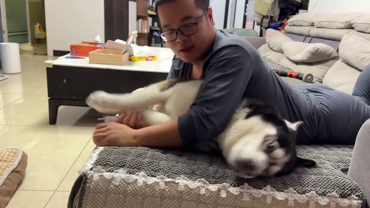 二哈剪指甲太戏精，鬼哭狼嚎惨叫连连，整得比杀猪现场都惨烈