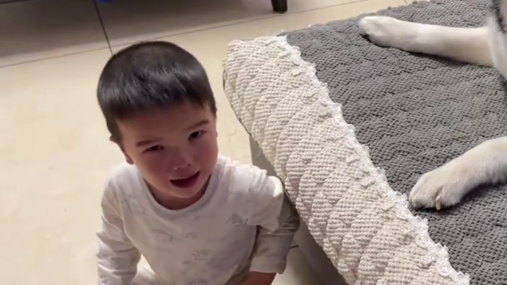 二哈带娃，上一秒还和谐有爱下一秒就鸡飞狗跳，画风把我整不会了