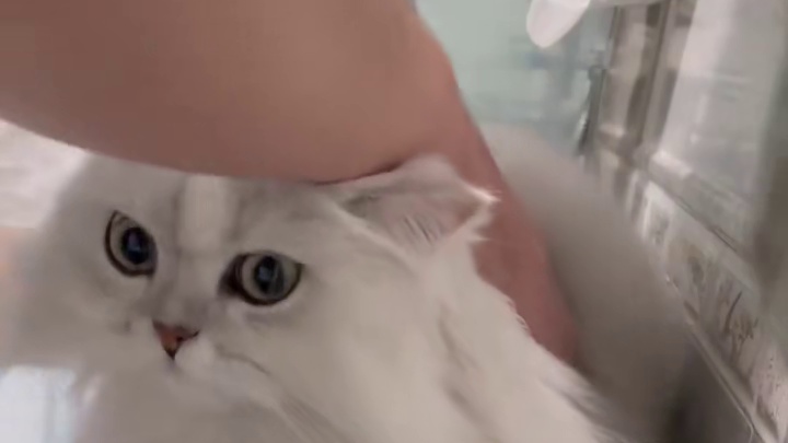 喵：咪今天不干净了