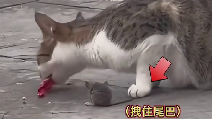 老鼠：喵侠，莫要如此干脆你给个痛快吧！