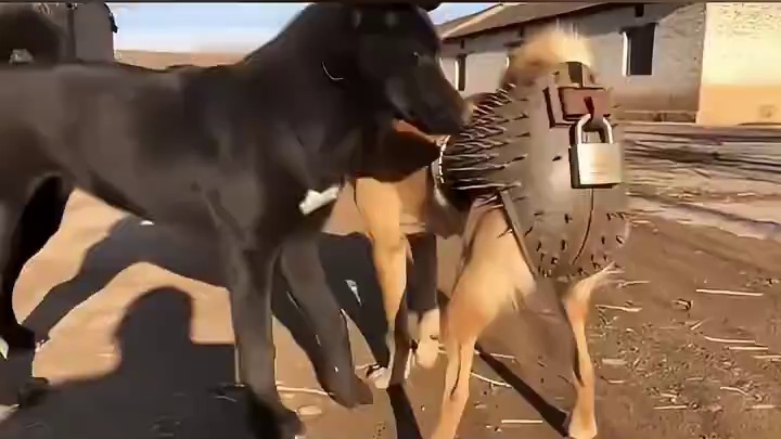 搞不明白，小黑怎么跑掉了！