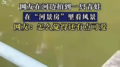网友在河边拍到一只青蛙，在“河景房”里看风景