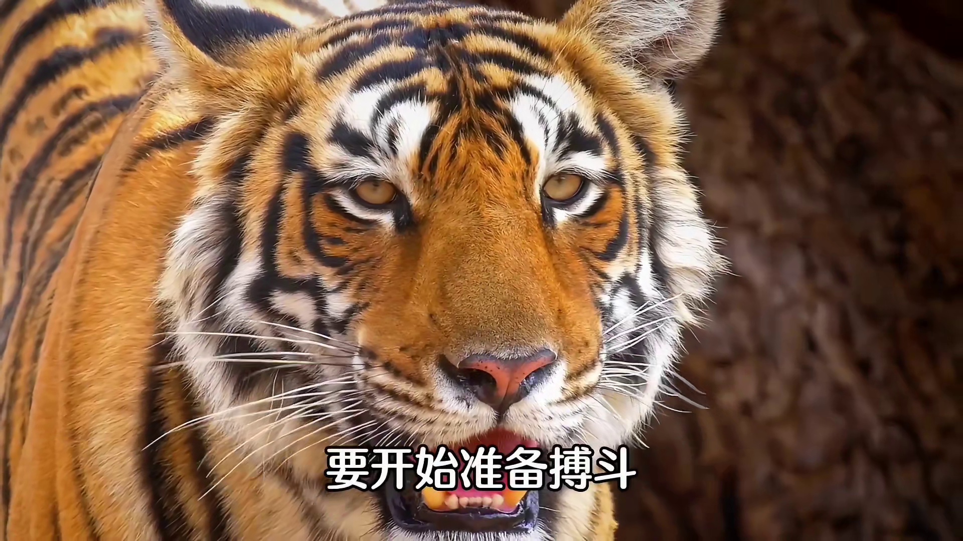 如果在野外碰见老虎，该怎样自救呢？