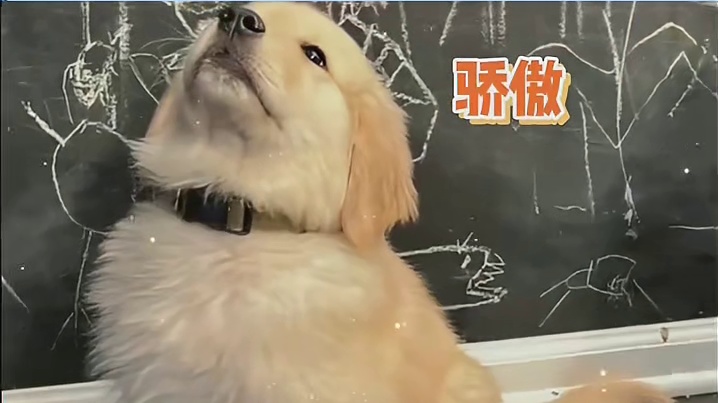 宝宝狗一分也很棒了呢