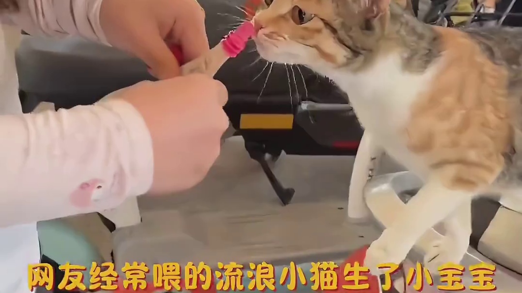 猫：现在都已经不背人了是吗