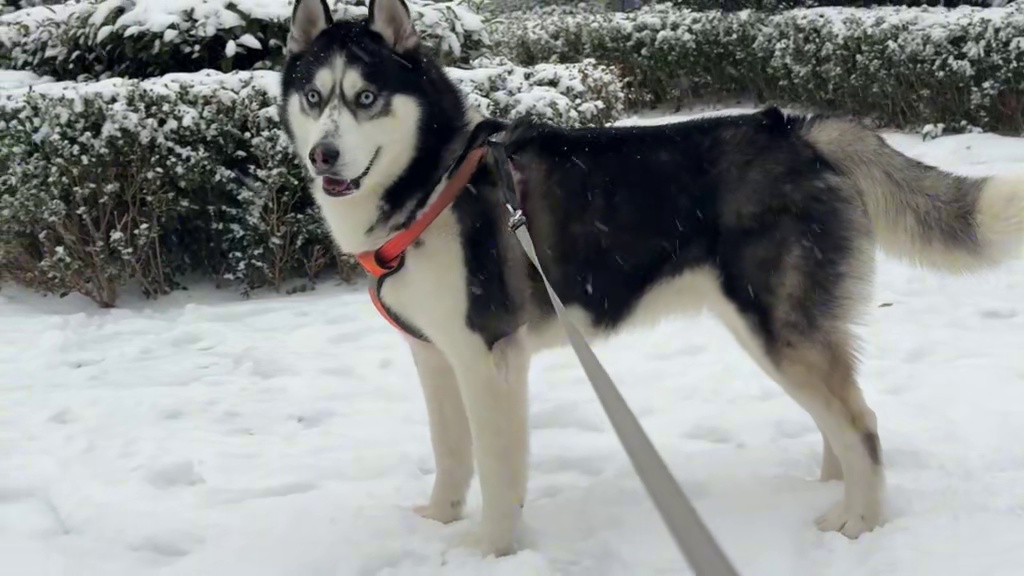 二哈两年没见雪会怎样？再次见到雪傻狗仿佛血脉觉醒了一样，疯了