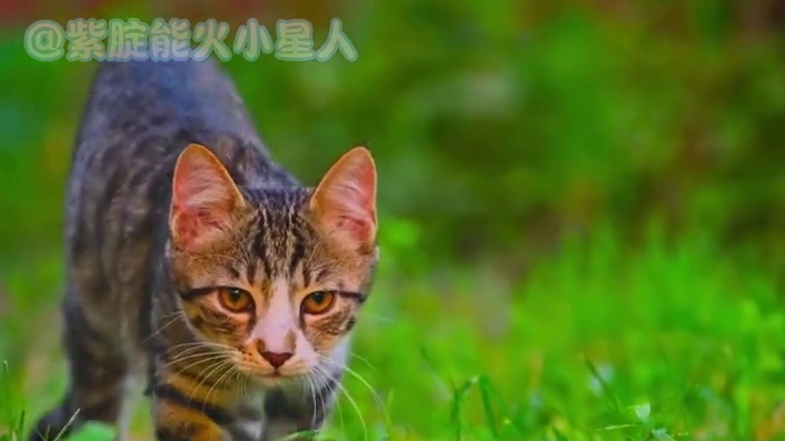 这也太吓人了，和碰见熊瞎子有什么区别d #狗狗 #万万没想到 #猫咪 #细思极恐 #惊悚