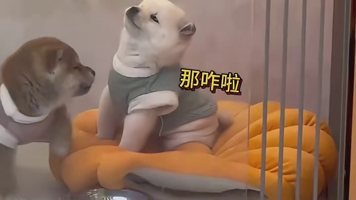 狗子：不听不听王八念经