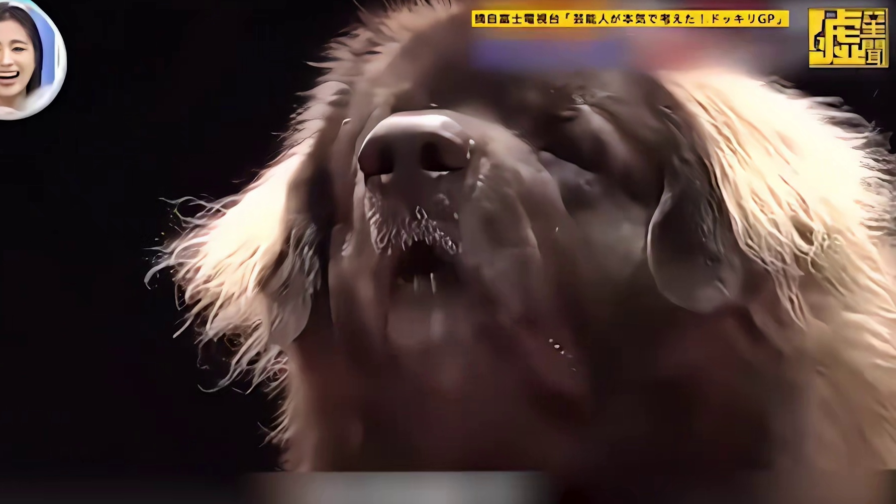 狗狗在三分钟内抵挡住对美食的诱惑便可挑战成功！