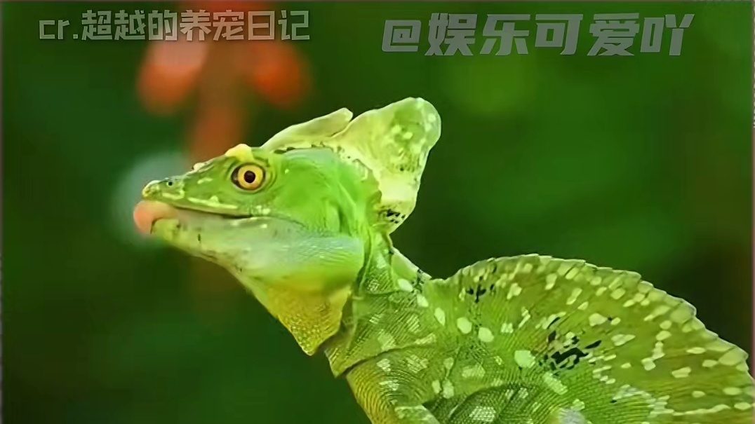 《疯狂动物城2》这些动物，到底能不能养？