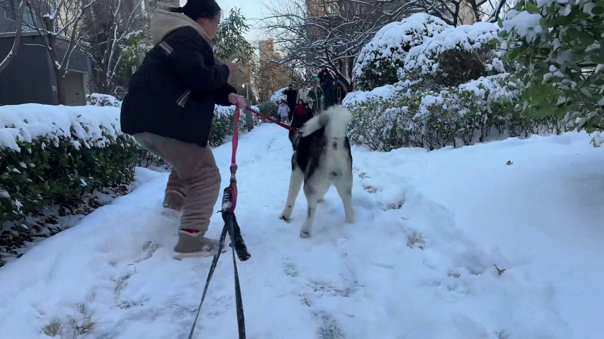二哈拉着雪橇在小区被围观，大家排队体验雪橇，二哈瞬间成为团宠