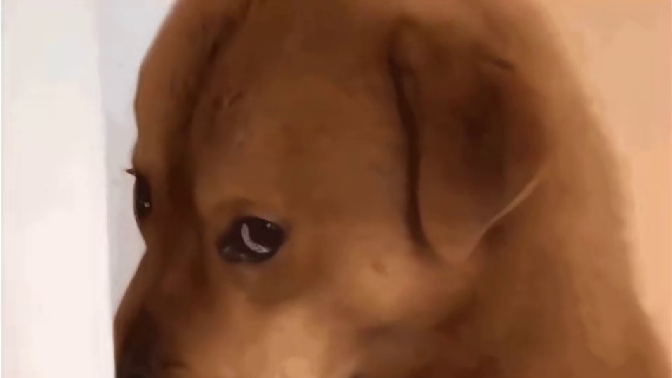 蛾子：遇到了心软的狗神！