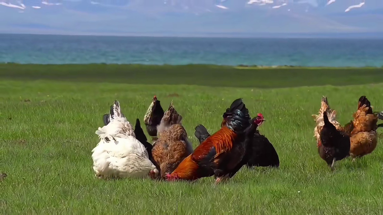 鸡下蛋后，为什么咯咯叫？为了炫耀，还是通知主人来取蛋？