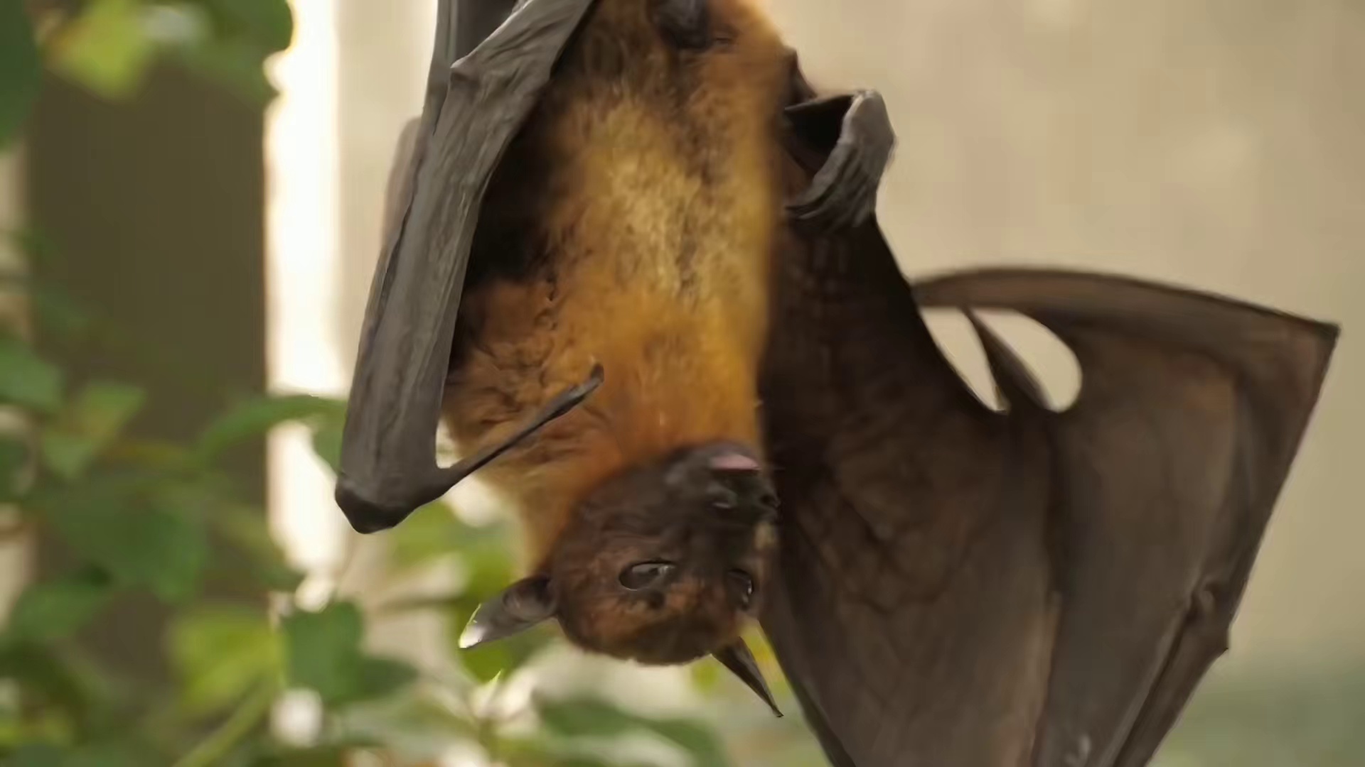 小小蝙蝠竟这么恐怖，至少藏有170种病毒，号称飞行的毒库