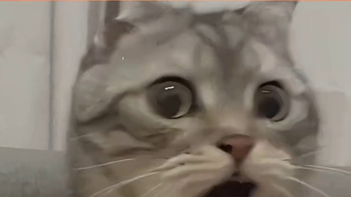 当猫猫第一次见到人类幼崽一整个大震惊