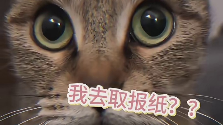 狸花猫：要不要我再给你炒俩菜？