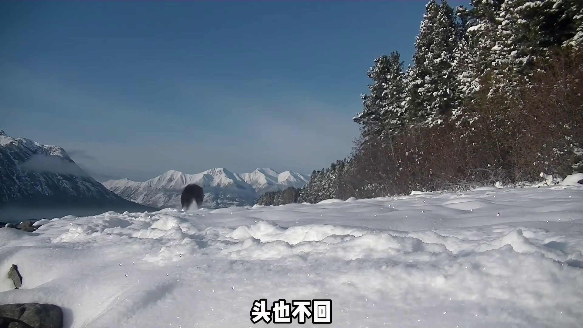 选手竟开垦出来了荒地要是给他时间估计能繁后代 (1)