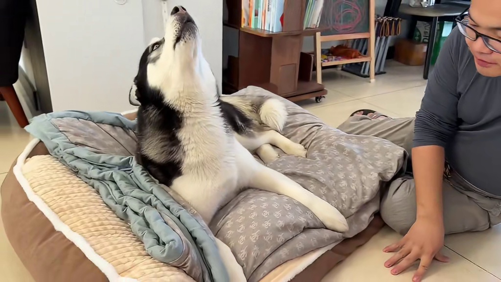 主人收拾狗窝，二哈拼命反抗死活不让，当主人掀开被子后，都别笑 #二哈#哈士奇