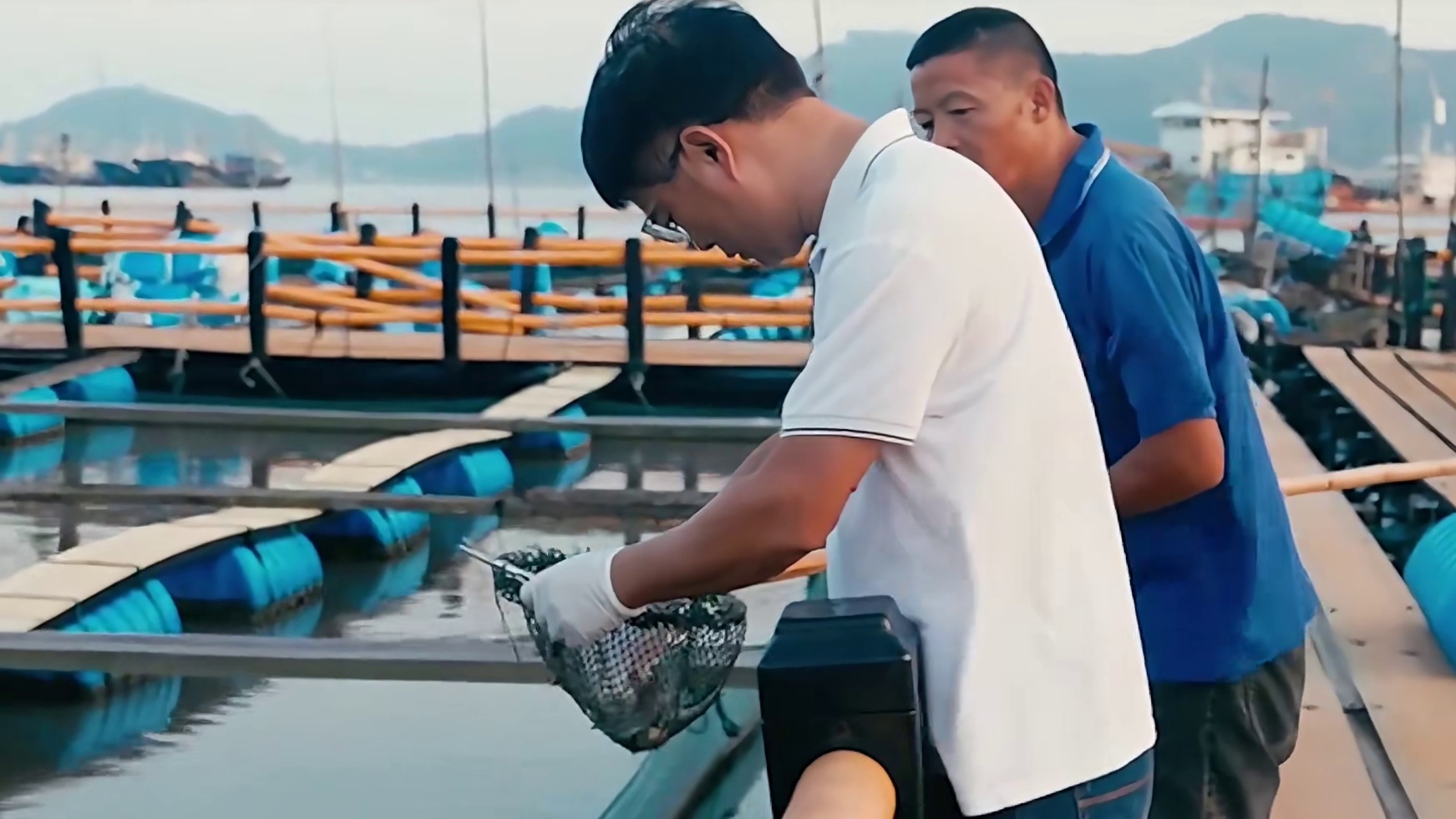 1大黄鱼的秘密，为何那么容易被一窝端？ 