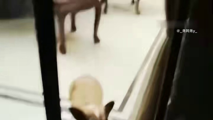 看到热搜，我翻相册，翻到了妞视频，那一年，妞还很瘦 另外兄弟的手机是可以丢的，但相册是必须云端备份的，黑照是删不了一点的 ​​​