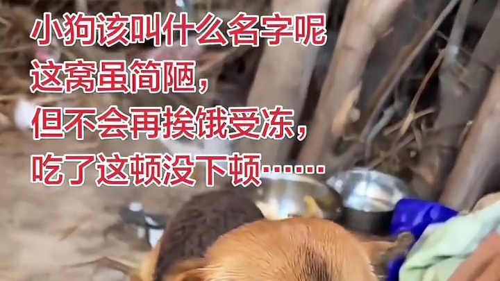 突然接到大叔电话说“天太冷他回村好几天了”
奄奄一息的小狗再次被遗弃，
带上吃的去找狗狗，希望它还在