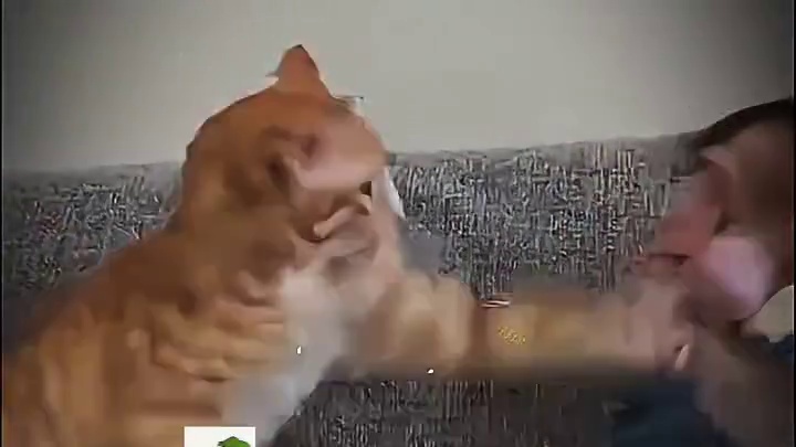 橘猫：吵我睡觉，我打洗你！！！