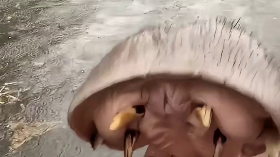 河马：真小气，都不够我张嘴消耗的热量