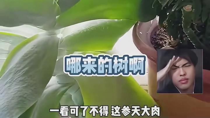 你可以永远相信老妈的实力