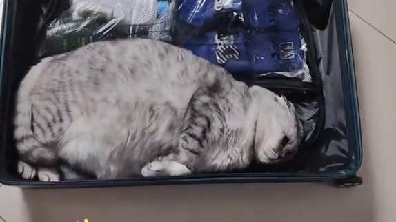 孩童收拾包裹，猫咪抢先坐定，网友直呼选址绝了！