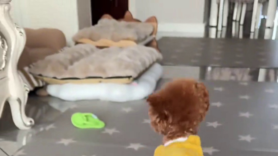 i狗和e狗的区别，合集2来喽！