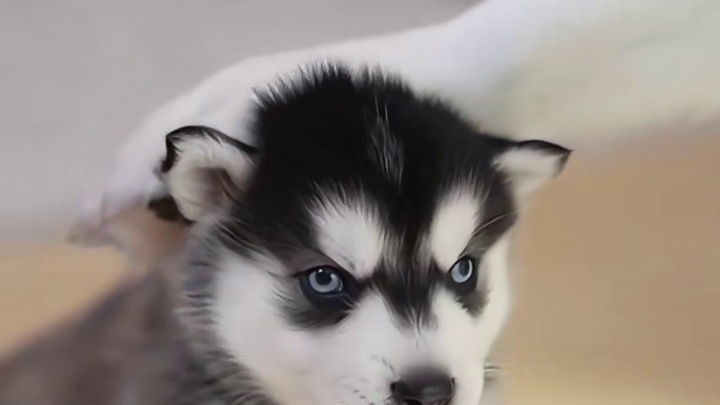 小奶狗隔着玻璃凶爸爸，当玻璃门被打开那一刻，大家千万憋住别笑 #二哈#哈士奇#萌宠出道计划 #神奇动